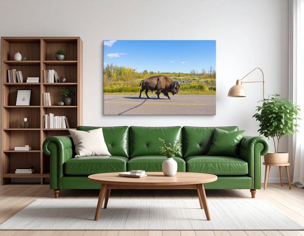 Bison Walking Down Road | Canvas Print