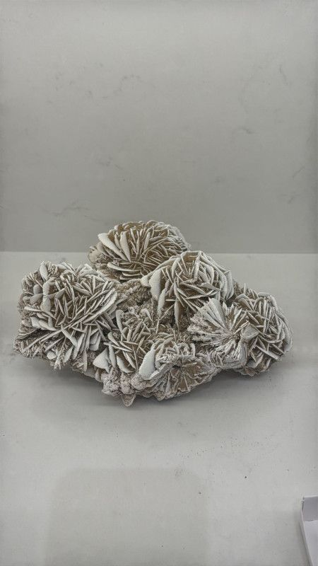 Desert Rose Medium