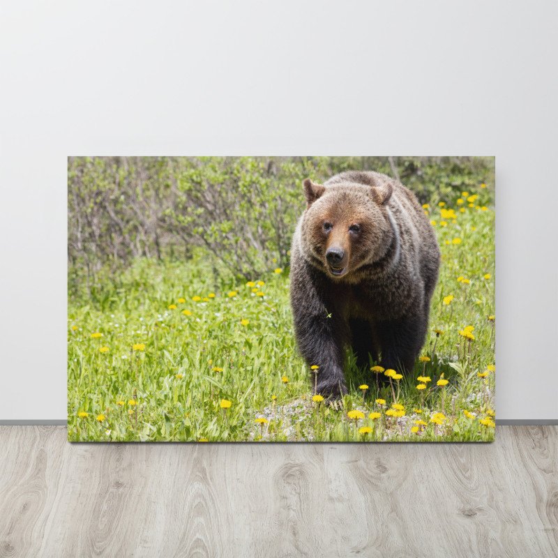 Grizzly Bear in Spring Dandelions | Canvas Print