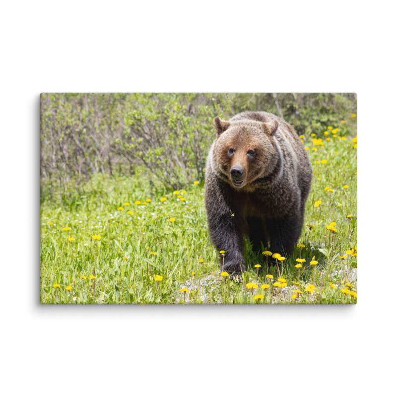 Grizzly Bear in Spring Dandelions | Canvas Print