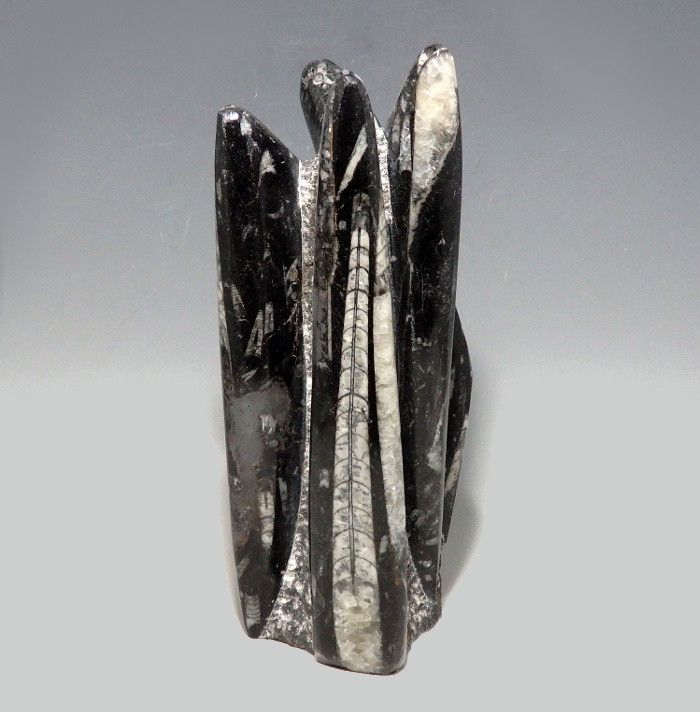 Fossil Squid Polished