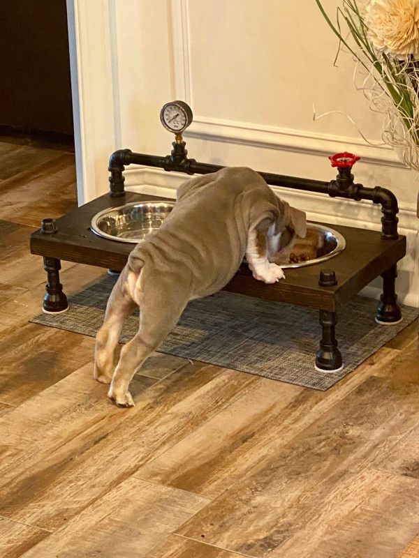 Steampunk Raised Dog Bowl Feeder: Industrial Style, Free Personalization