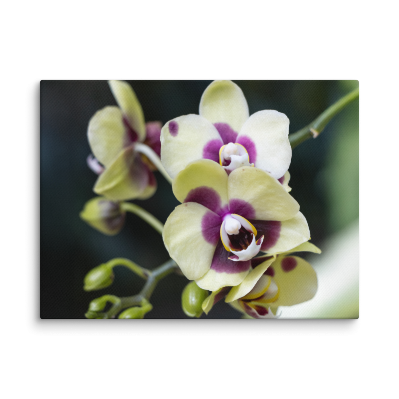 Pale Yellow Deep Secret Orchid | Canvas Wall Art