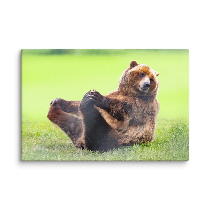 Funny Grizzly Bear | Canvas Wall Art